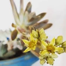 2 Mudas Suculenta Sedum Carnicolor - Jardinagem - Cactos