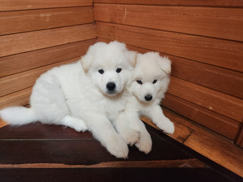 Cachorros Samoyedos Hembras Y Machos 