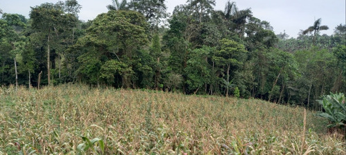Imagen 7 de 14 de Finca-quinta De 3 Hectareas.