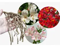 Comprar Bulbos De Alstroemerias - Amancay X 1 Bulbos-semillas
