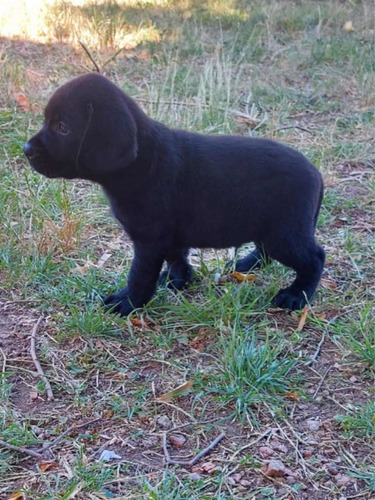 Imagen 9 de 9 de Cachorros Labrador