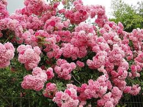 Imagem 1 de 2 de Muda De Rosa Trepadeira - Flores Em Cachos 