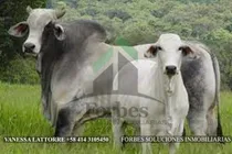 Comprar Complejo Agro-industrial, Estado Anzoátegui.