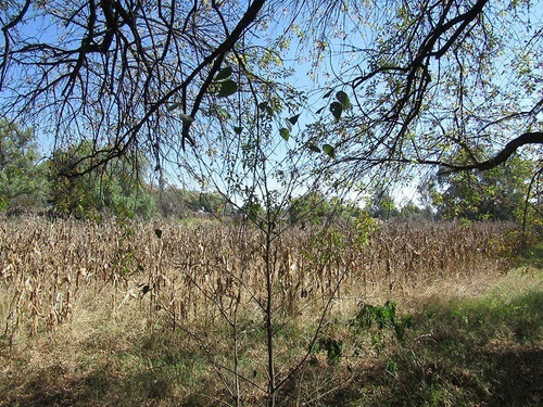 Imagen 14 de 29 de Terreno Plano En Santiago Cuautlalpan, Tepotzotlán, Estado De México