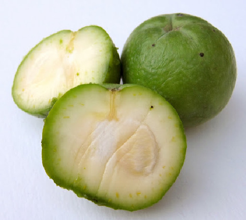 Zapote Blanco Enano (casimiroa Edulis)
