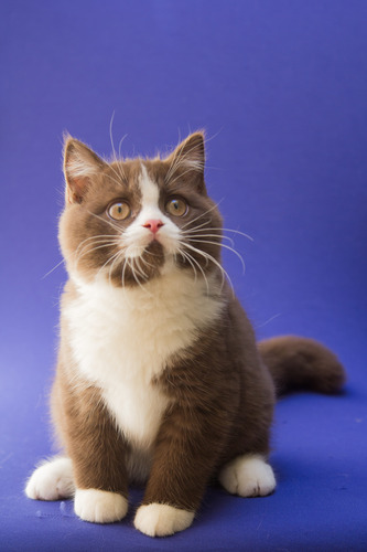 Filhote Gato British Shorthair Bicolor Chocolate - Macho