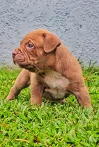 Comprar Pit Monster Pedrigee Internacional De Pura Sangre Pit Bull.
