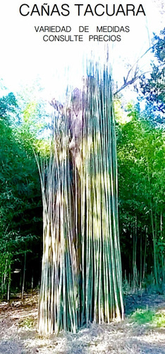 Cañas Tacuara Largas Y Super Gruesas / Cañas Bambu O Bamboo