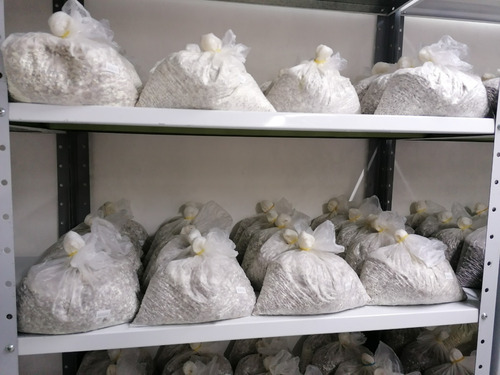 Micelio Semilla Seta Gris 10 Kg