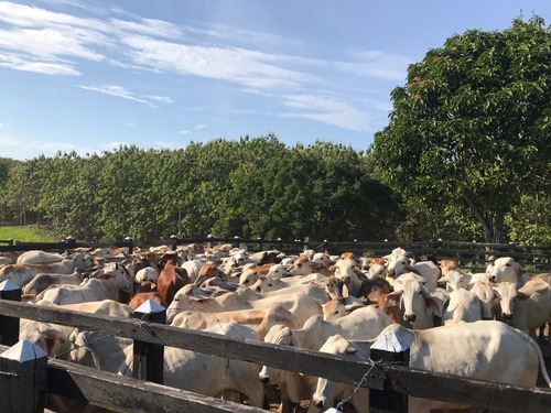 Imagen 13 de 18 de Venta Linda Finca En Barrancabermeja, Vereda Peroles, 82 Hectareas, Muy Bien Ubicada A 2 Kilometros De La Ruta Del Sol, Buenas Carreteras De Acceso, Toda En Pasto Humidicola, Excelentes Aguas