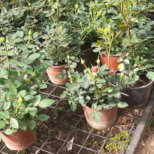 Rosa Rococo, Rosal Arbustivo M14