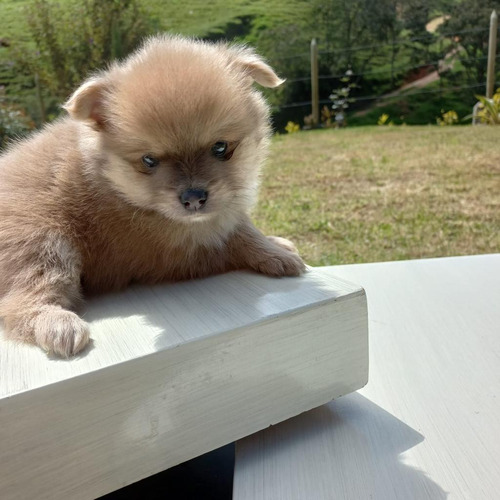 Hermosos Cachorros Pomerania Mini Perros En Venta Riohacha 