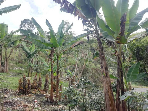 Imagen 9 de 30 de Vendo Finca En Avenida Condina Precio De Oportunidad