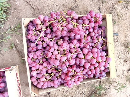 Greenwood Vende Inmaculada Finca En El Departamento De San Martin, Tres Porteña.
