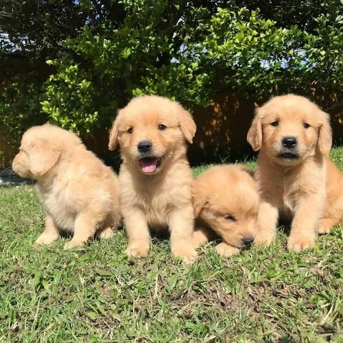 Hermosos Cachorros Golden Retriever 