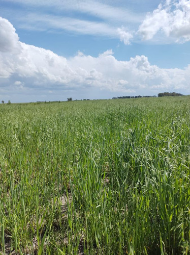 Venta Campo Lobos