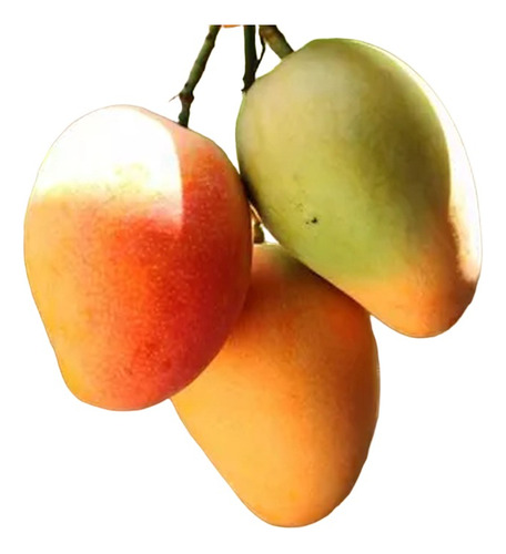 Arbolito De Mango Criollo