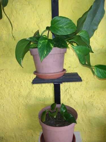 Imagen 8 de 10 de Planta Potos Purificadora Del Aire