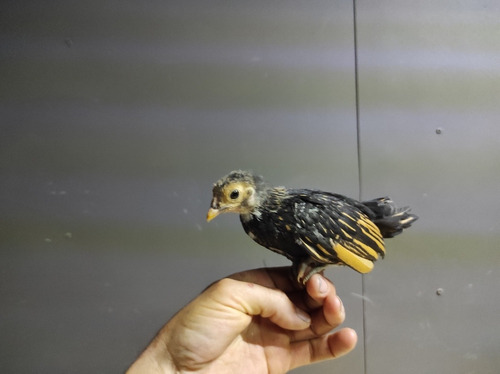 Pollitos Sebright Dorado Y Plateados Varios Tamaños Puros