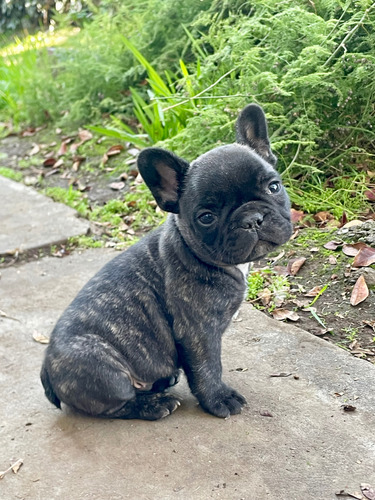 Bulldog Francés Macho