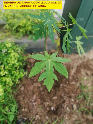 Imagen 6 de 9 de Lluvia Solida, Eco-hidrogel Superabsorbente Para Agricultura