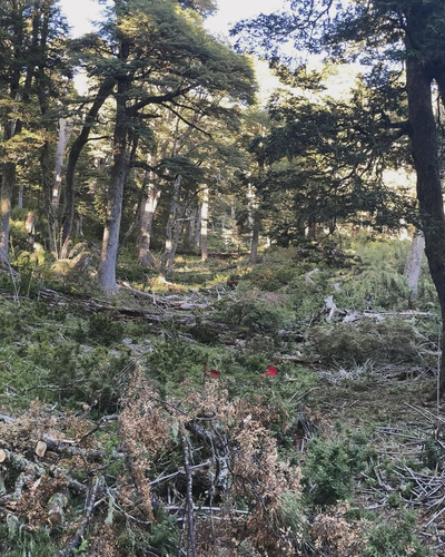 Tu Refugio En La Naturaleza! Parcela A Minutos De Pucón