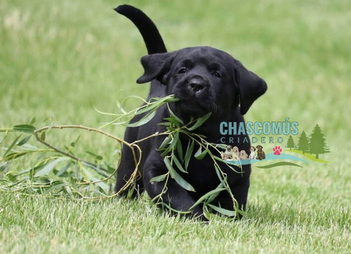 Labrador Negro Porte Superior Pureza Criadero Chascomús