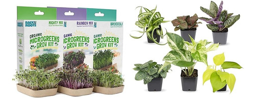 Kit De Cultivo Microgreen Diy, Paquete De 6 Variedades De Cu