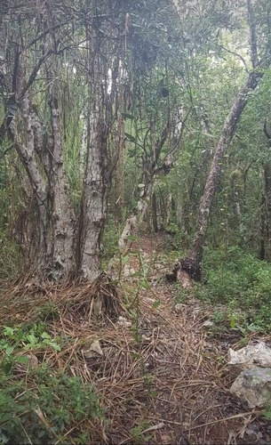 Venta Terreno Con Cenote En Tulum