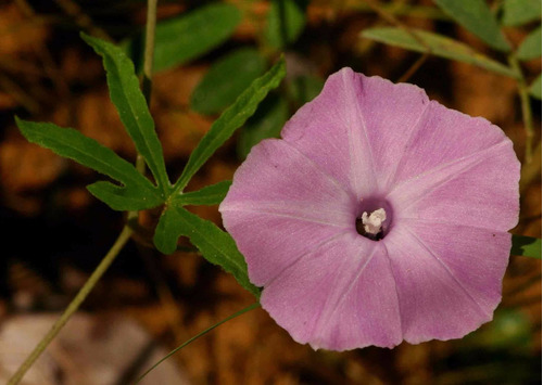 Ipomoea Magnusiana Morning Glory Flor Sementes Para Mudas