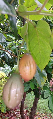 Planta Chilto Tomate En Arbol