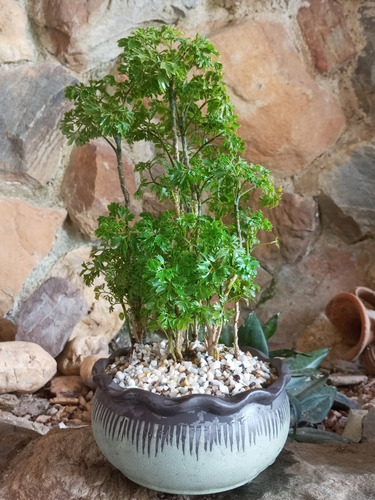 Bonsai Natural Aralia Ming 27