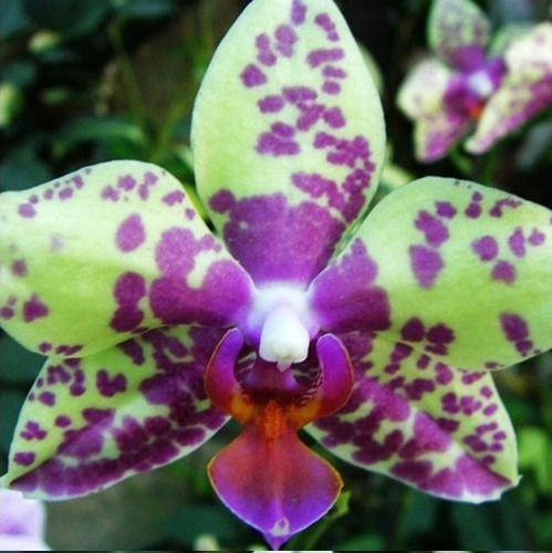 30 Sementes De Lindas Orquídeas Cymbidium Roxo Verde******** | MercadoLivre