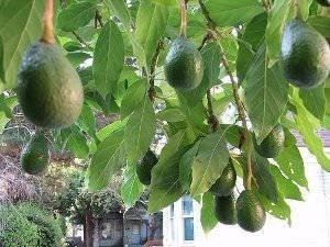 Persea Americana E04 - Palta Cultivo Organico - Envios