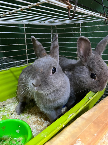 Conejos Netherland Casal De Jóvenes Adultos