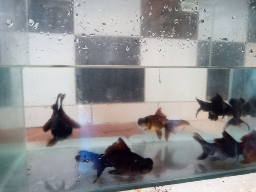 Telescopicos Negros 5 Cm Peces Agua Fria Carassius Peceras