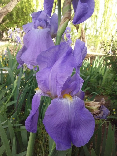 Iris Germanico Celeste!! X1