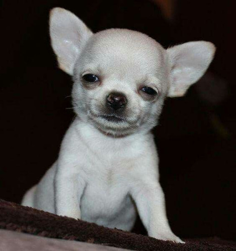 Cachorro Chihuahua Blanco Cabeza De Manzana 014
