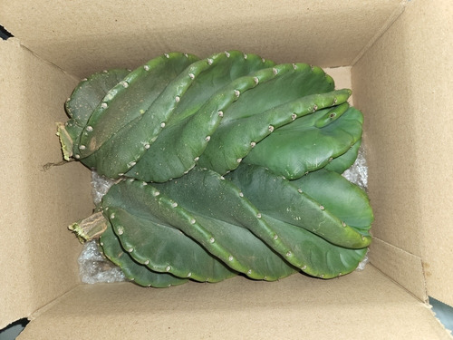 Kit 2 Estacas Cacto Parafuso