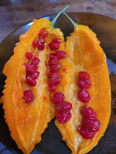 Melon Amargo (momordica Charantia) 5 Semillas