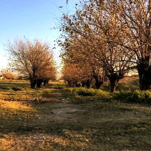 Se Vende Casa Con Campo 3 Padrones Fraccionados Muy Buena Oportunidad De Inversión