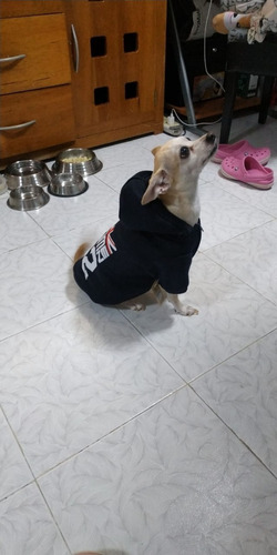 Ropa Para Perro Sudadera Gran Bretaña T-3