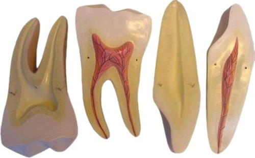 Modelo Dentición Y Muela, Material Para Enseñanza, 7012