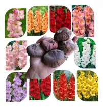 Comprar Bulbos Gladiolos X 8 Colores Exoticos Bulbos-semillas