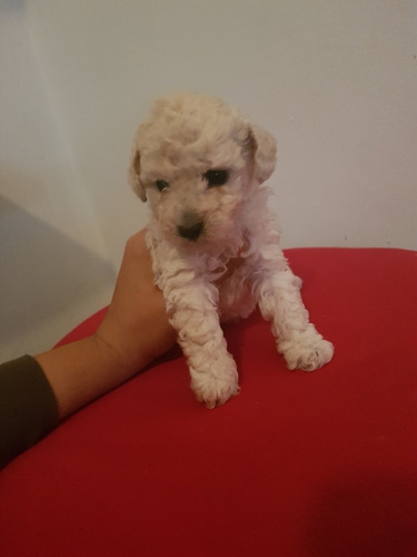 Caniche Mini