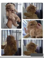 Comprar Gato Persa Pelo Largo