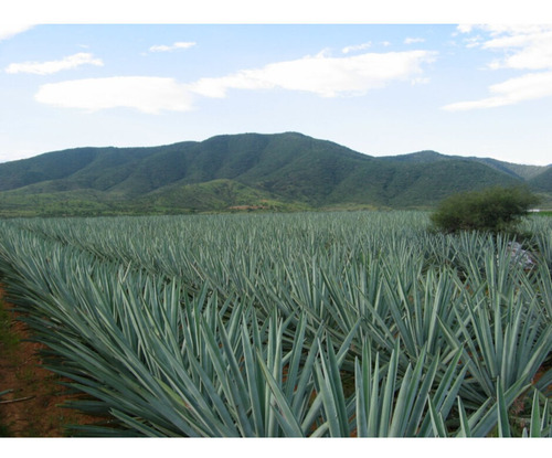 Pack De 2 Tequila Jose Cuervo Tradicional Reposado 950 Ml
