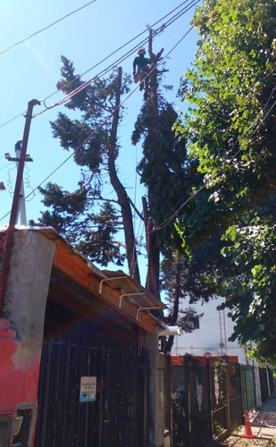 Imagen 10 de 12 de Poda De Arboles Tala Extracciones Palmera Whatsap 1528694955