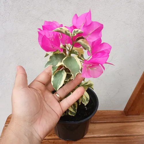 Primavera Rosa Pink Folha Variegata Planta Ornamental 20cm
