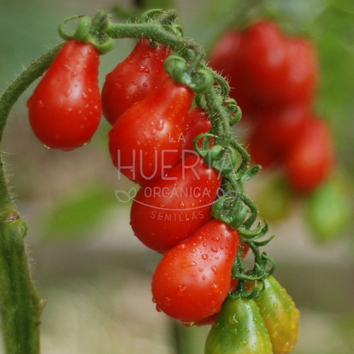 Semillas Tomate Cherry Lágrima Roja! Súper Productivo!